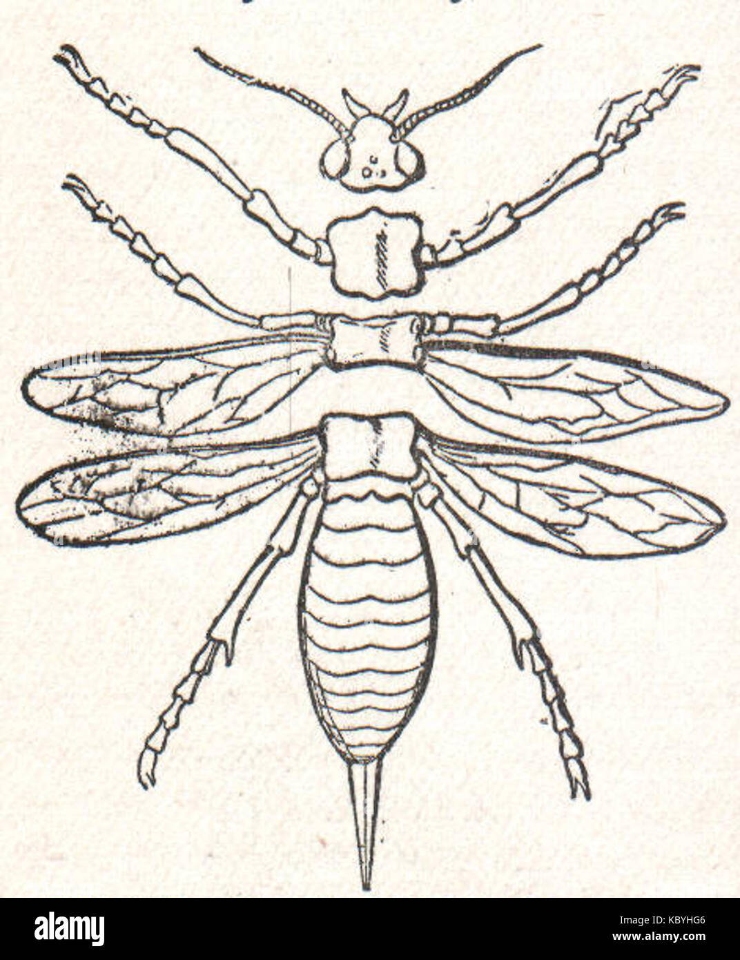 NSRW Diagramme de la Parties d'un insecte Banque D'Images