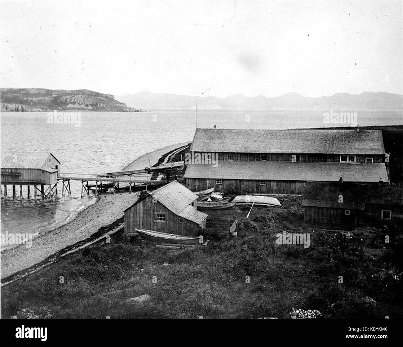 La morue de l'Alaska, Squaw Harbor station Co, AGNU Island, Alaska, août 1913 Cobb (206) Banque D'Images