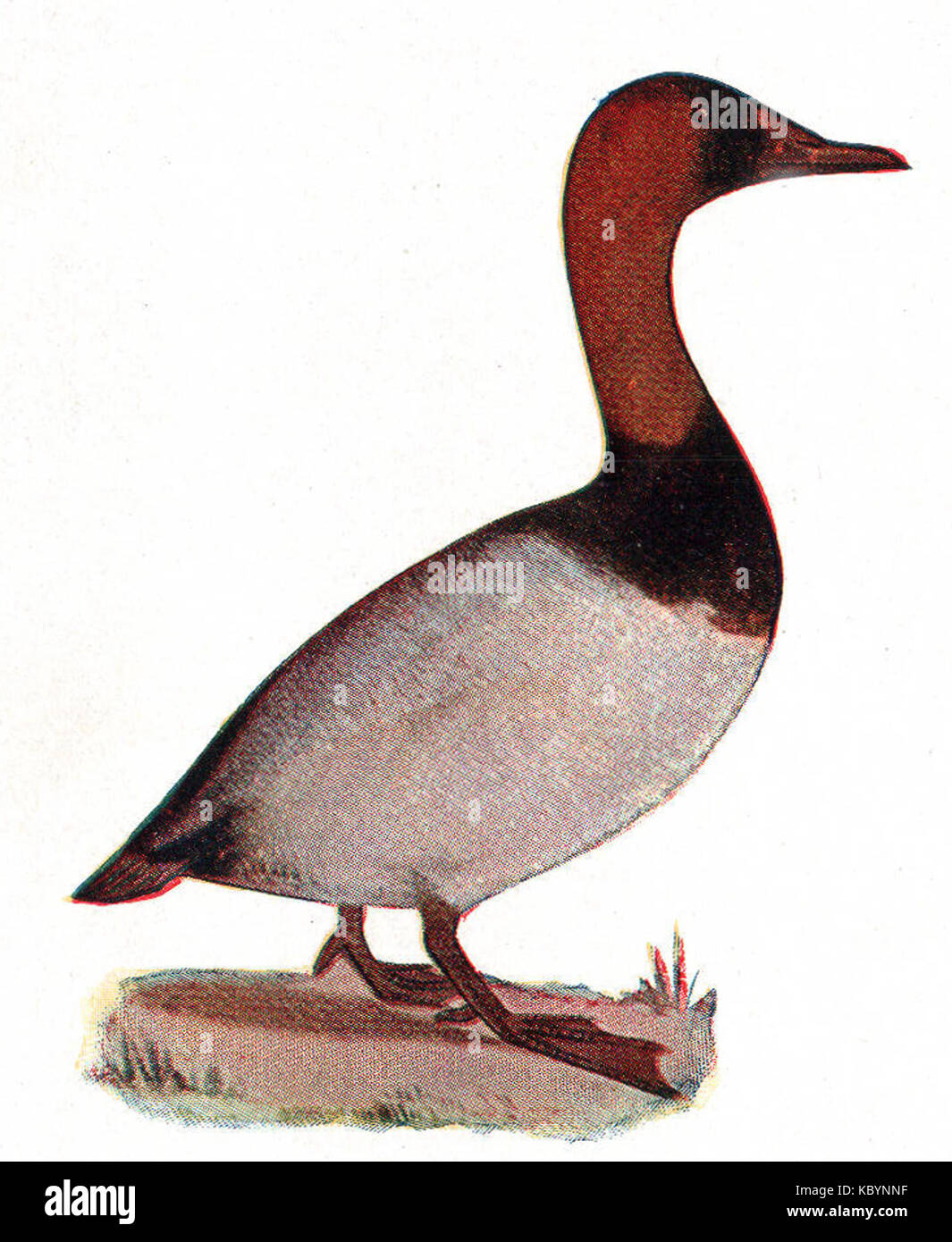 NSRW Toile retour Duck Banque D'Images