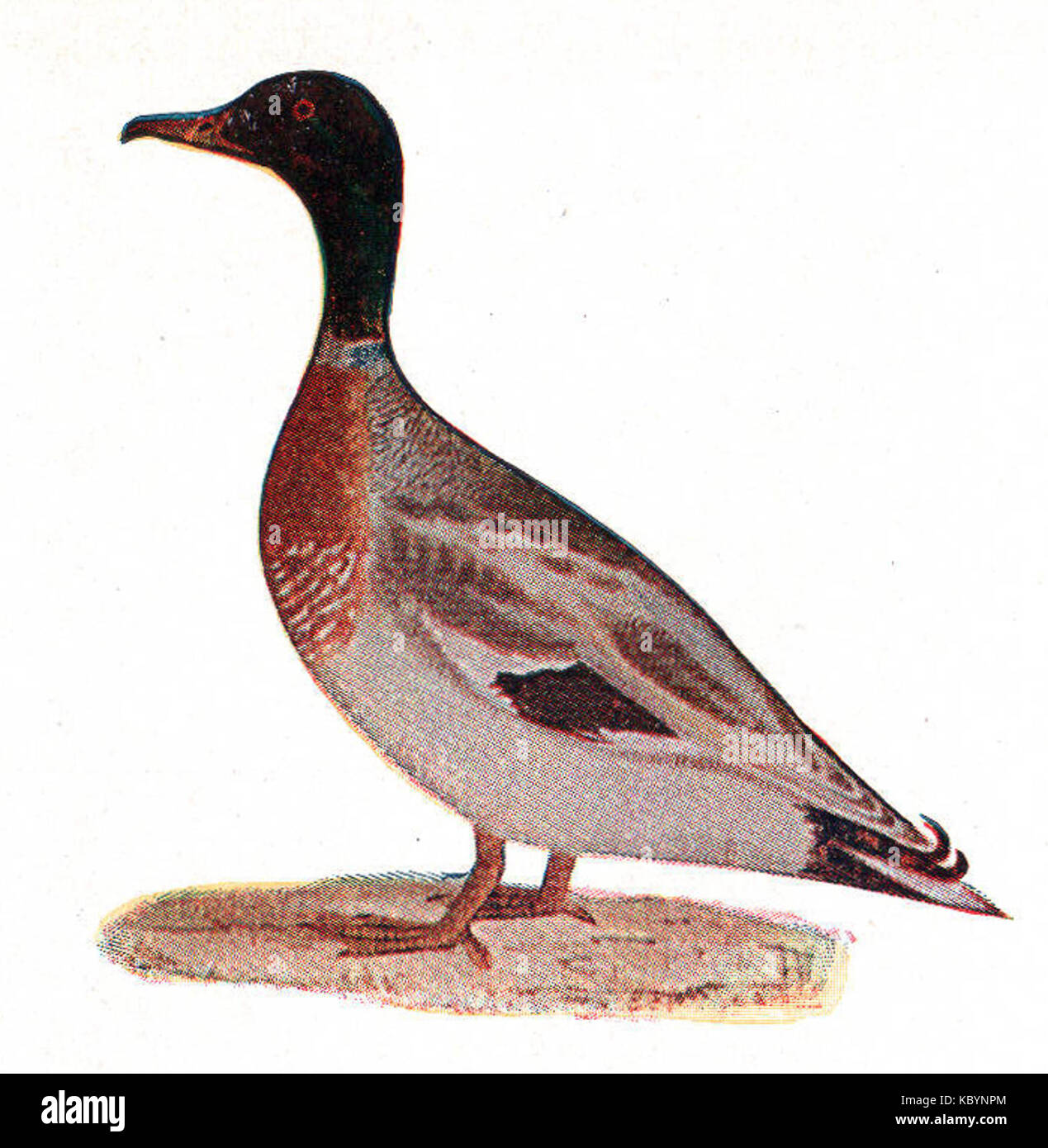Canard colvert NSRW Banque D'Images