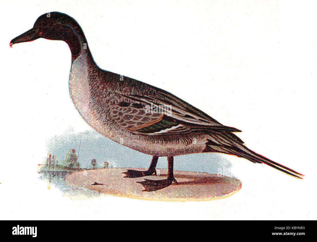 Canard pilet NSRW Banque D'Images