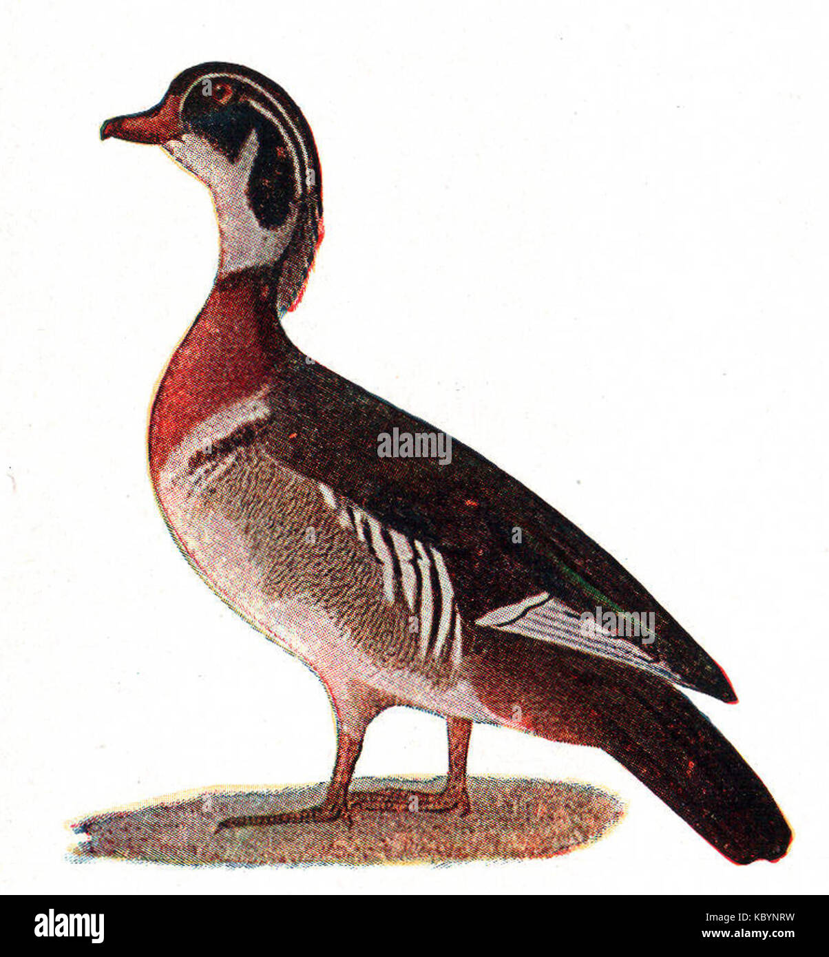 Une représentation du canard des bois, une espèce de sauvagine nord-américaine, souvent trouvée dans les milieux humides boisés et connue pour son plumage coloré et ses marques distinctives. Banque D'Images
