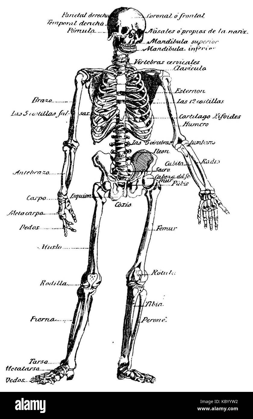 Il s'agit d'une étude anatomique de Grierson, axée sur un squelette humain. L'image représente une approche scientifique et éducative pour comprendre l'anatomie humaine en détail. Banque D'Images