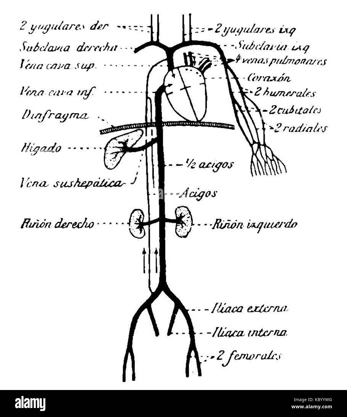 Ce titre fait probablement référence à un texte médical ou anatomique détaillant les veines principales (veines principales) dans le corps humain, écrit par Grierson. Il se concentre sur le système circulatoire et son anatomie. Banque D'Images