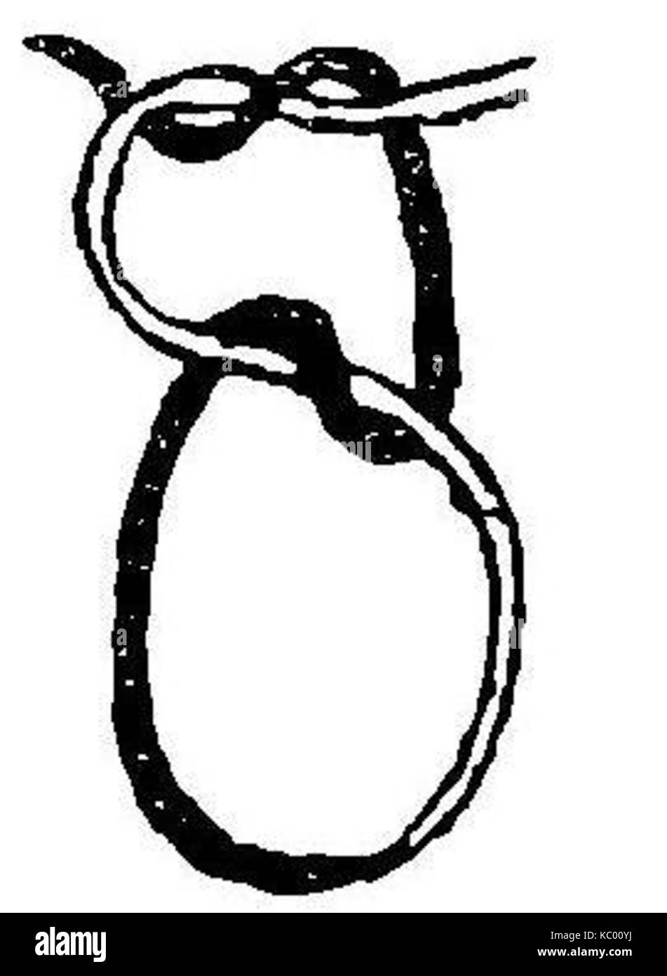 Grierson 82a Nudo marinero Banque D'Images