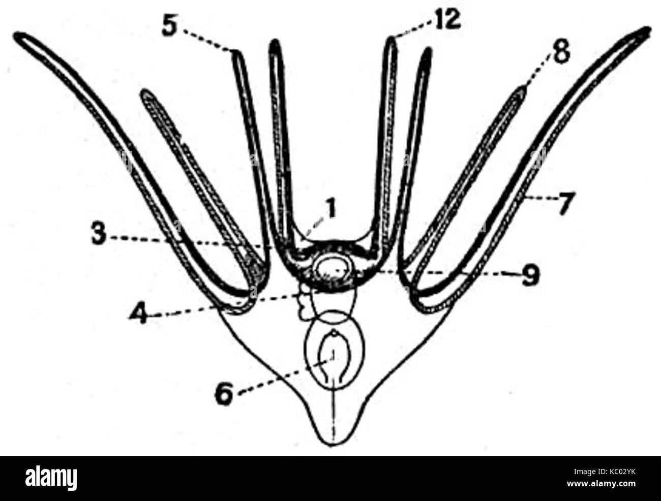 Cette illustration de l'Encyclopaedia Britannica de 1911 montre la forme larvaire d'un ophiuridé, un type d'invertébré marin. Il offre une vue détaillée du stade de développement précoce de la créature, mettant en évidence sa structure biologique. Banque D'Images