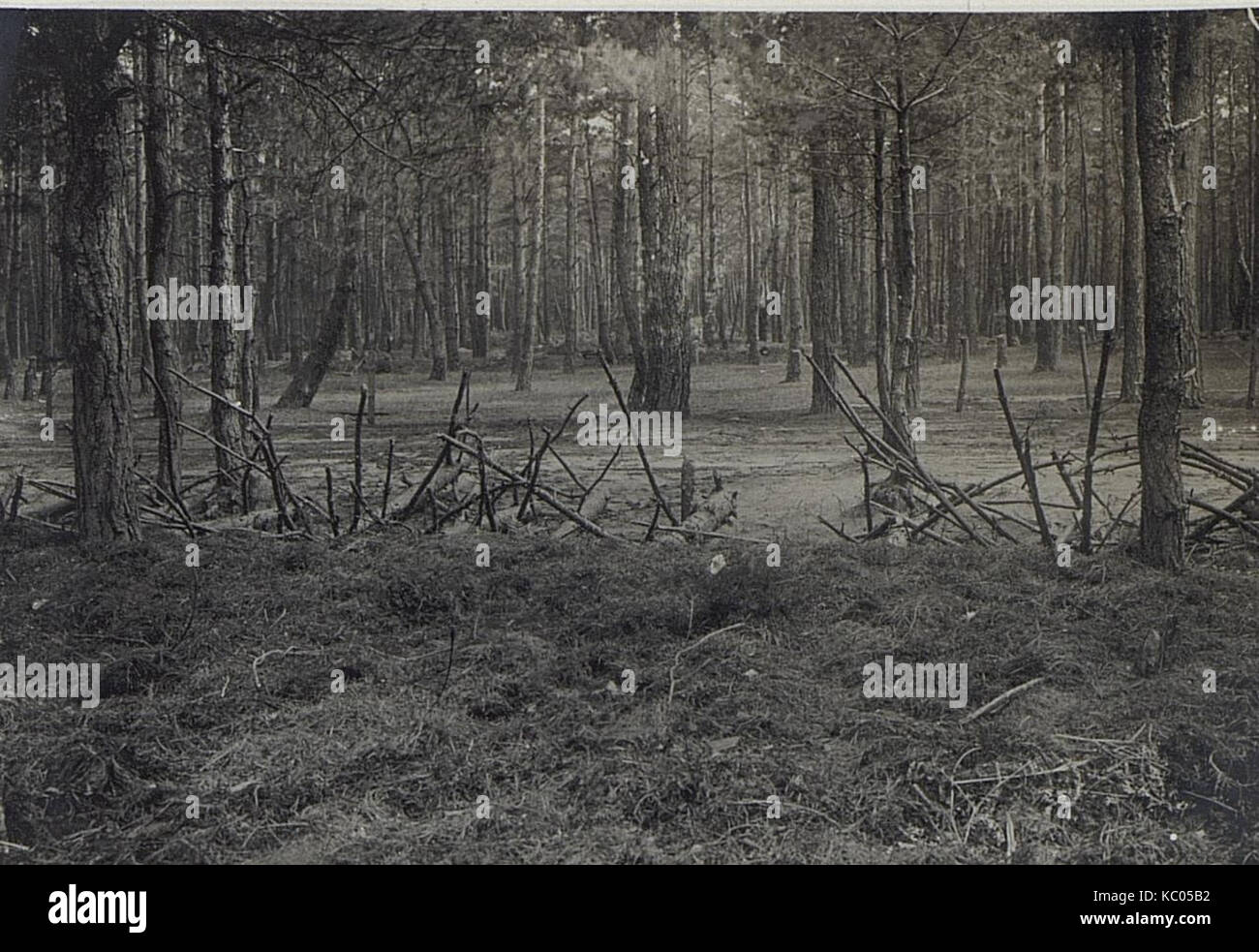 Russ.Stellung a.d.Nida, une photographie historique prise en juillet 1915, montre une tranchée avec des branches abattues dans la région de Nida pendant la première Guerre mondiale. Elle offre un aperçu des conditions de guerre et des tactiques militaires pendant le conflit. Banque D'Images