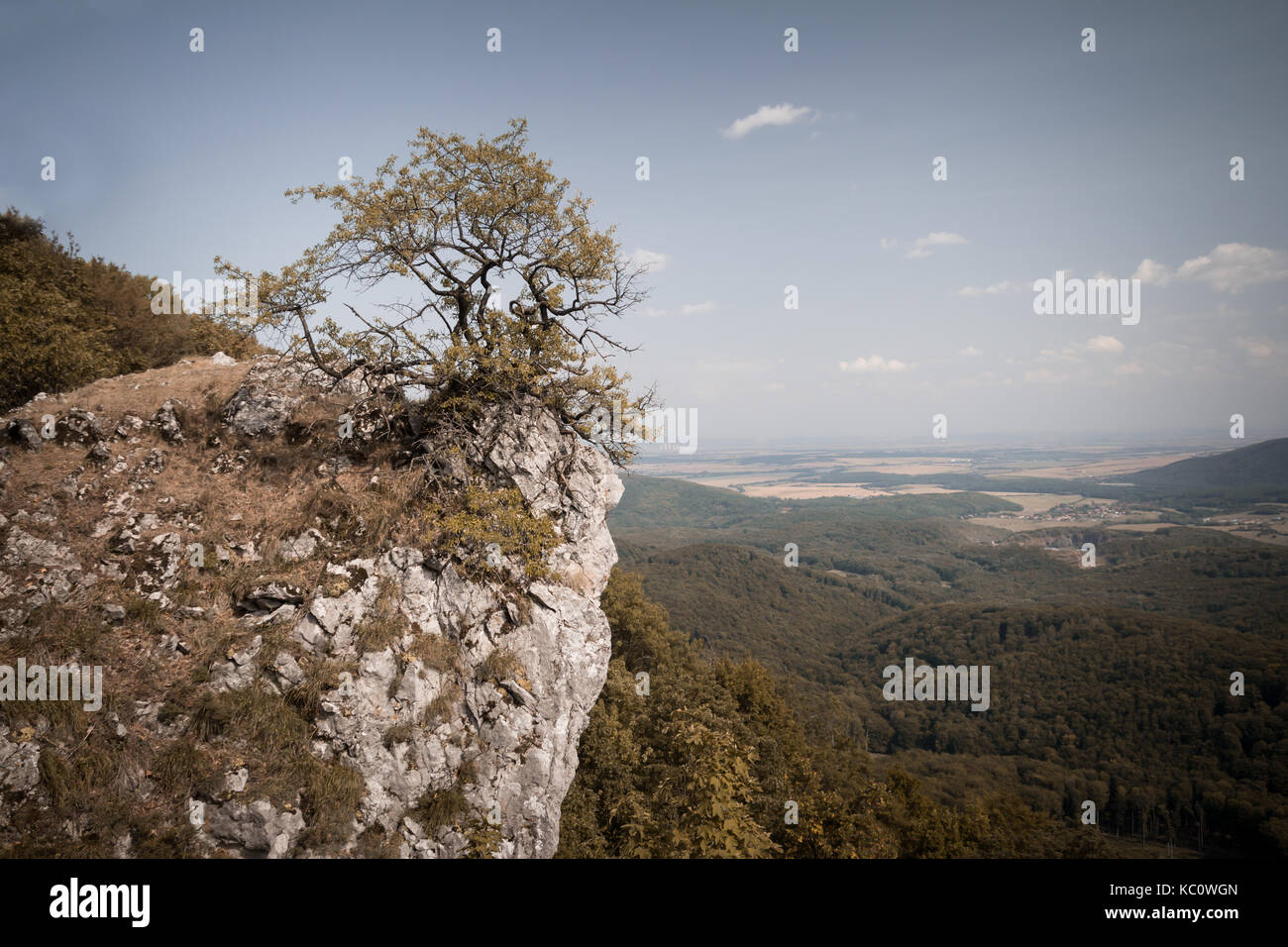 Lonely tree croissant sur la montagne Banque D'Images