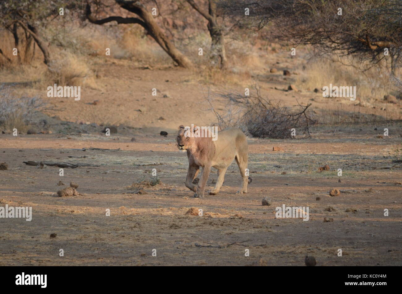 Grande femelle lion (Panthera leo) marcher vers un trou potable avec du sang sur son corps après avoir mangé - Afrique du Sud Banque D'Images