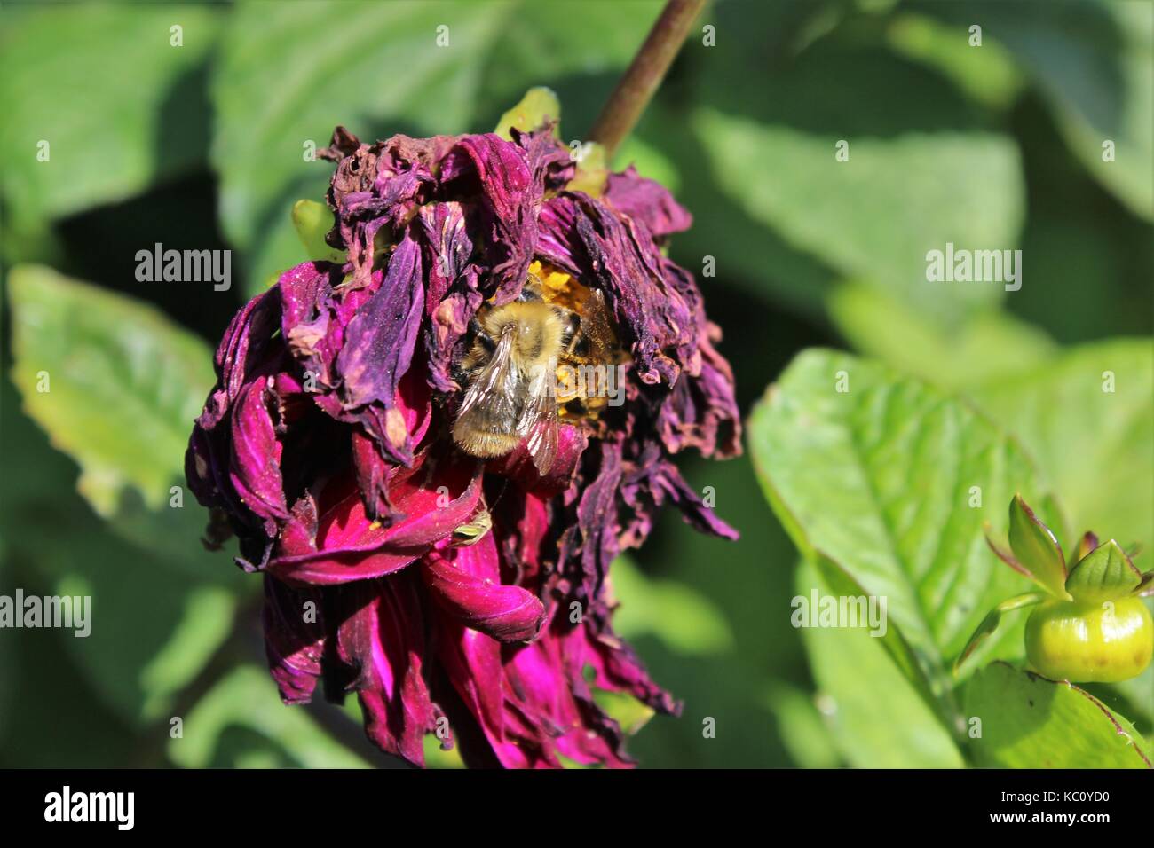 Nectar d'abeille fleur mordu du gel Banque D'Images