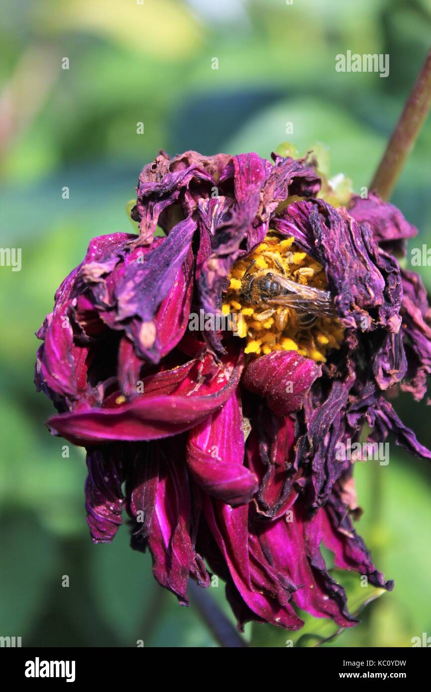 Nectar d'abeille fleur mordu du gel Banque D'Images