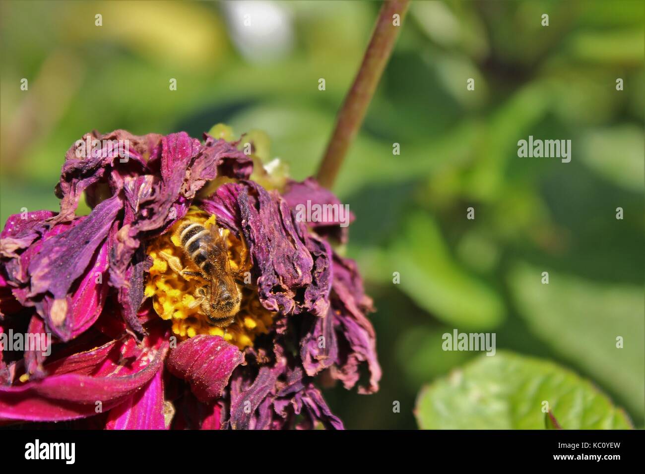 Nectar d'abeille fleur mordu du gel Banque D'Images