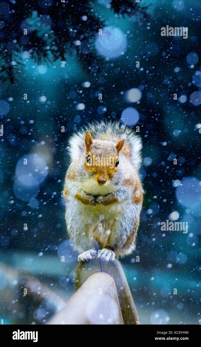 L'écureuil de Noël des rafraîchissements en attente sur un banc de Hyde Park Banque D'Images
