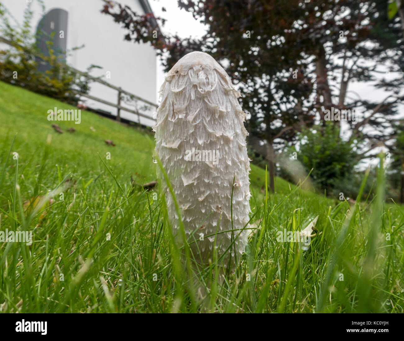 Cap d'encre Shaggy inkcap champignons, avocats, Coprinus comatus, perruque une culture des champignons sauvages comestibles sur une pelouse de jardin Banque D'Images