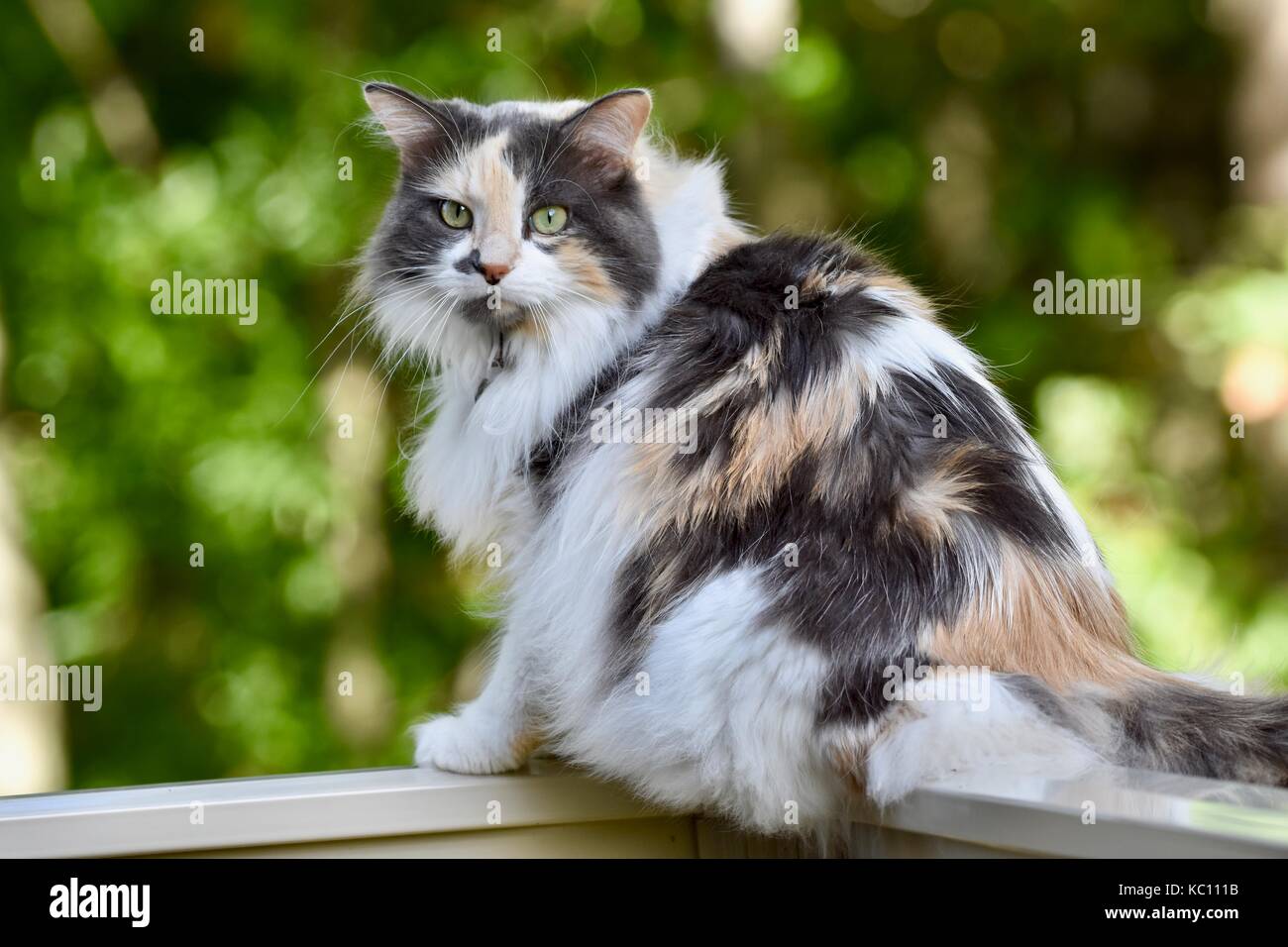 Portrait Du Magnifique Chat Calico A Poil Long L Animal De Compagnie Interieur De Ma Sœur Debout A L Exterieur Sur L Herbe Dans Une Photo Photo Stock Alamy