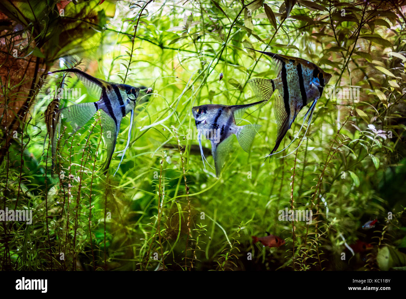 Poissons ange Pterophyllum scalare Banque D'Images