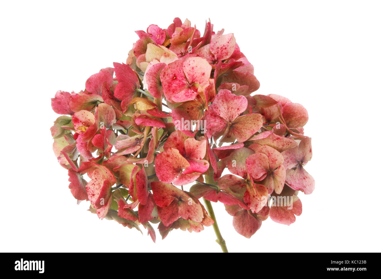 S'est évanoui mophead hydrangea flower isolated on white Banque D'Images