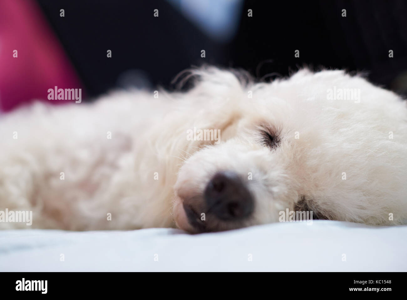 Portrait de chien caniche blanc moelleux lit dormir sur Banque D'Images