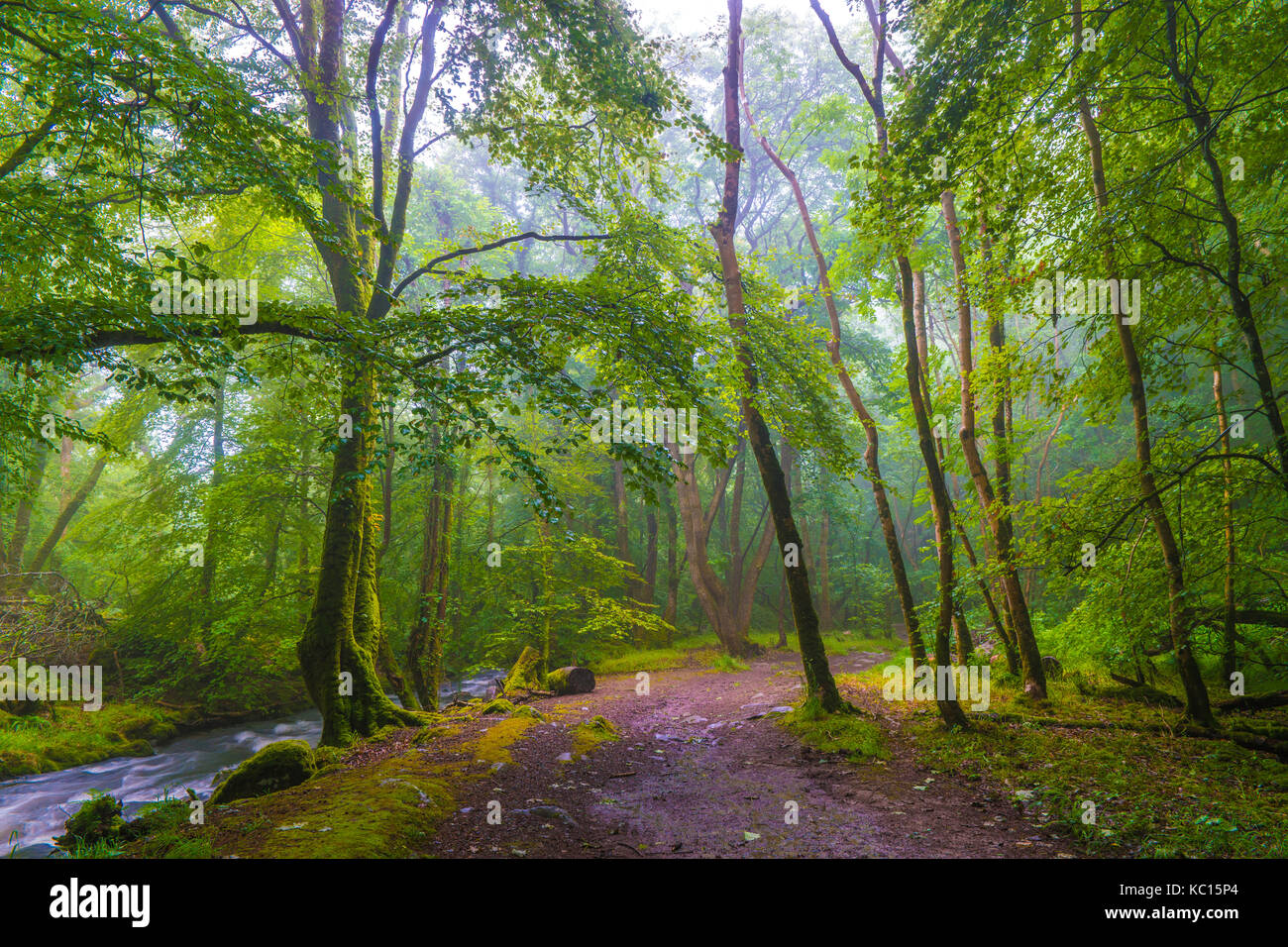 Arbres couverts de mousse dans une forêt avec ruisseau qui coule dans le nord du Pays de Galles. Banque D'Images