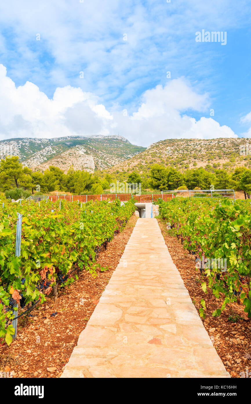 Marcher dans l'allée entre les vignobles de montagnes de l'île de Brac, Croatie, près de la ville de Bol Banque D'Images