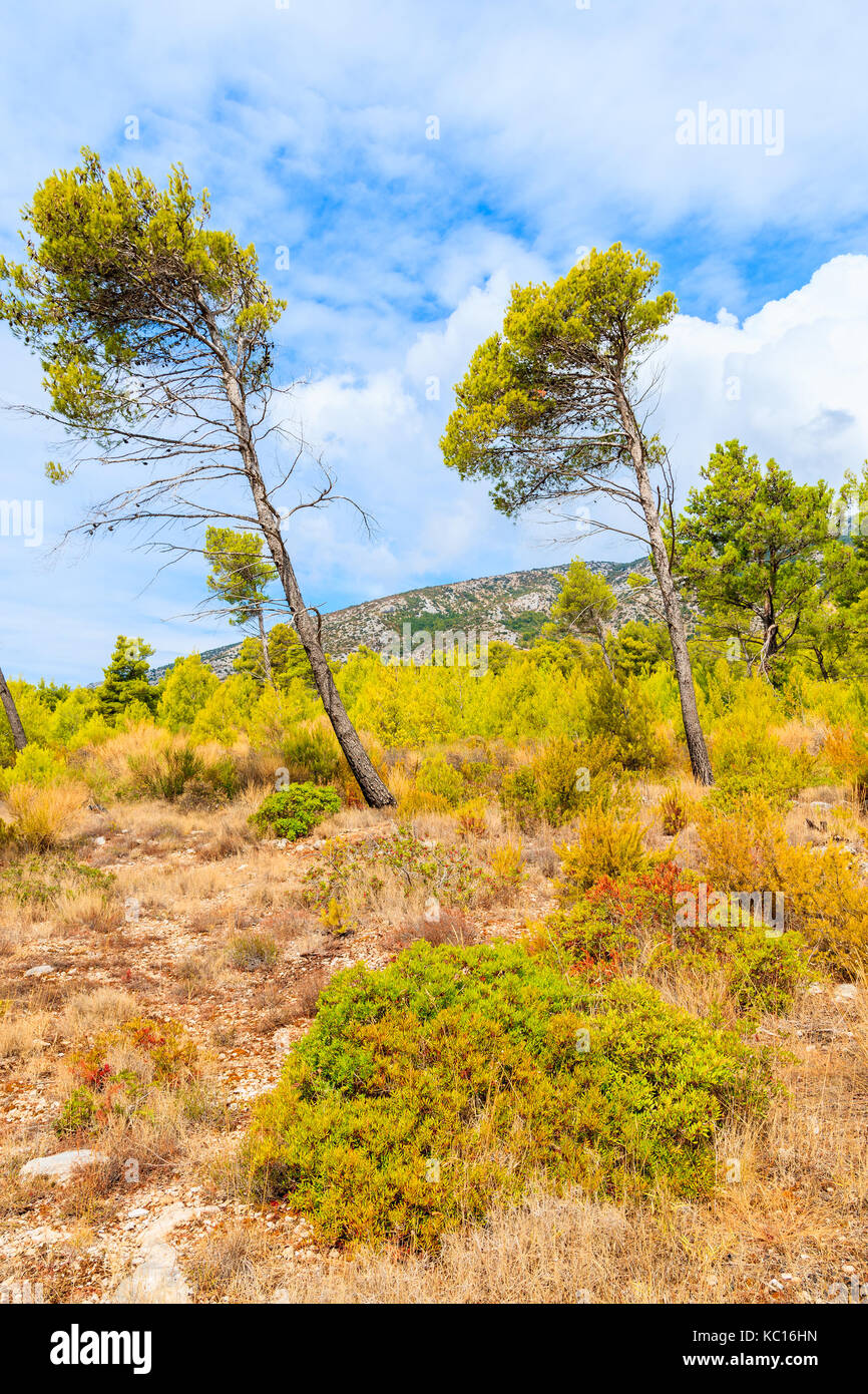 Pins dans des paysages de montagne de l'île de Brac, Croatie, près de la ville de Bol Banque D'Images