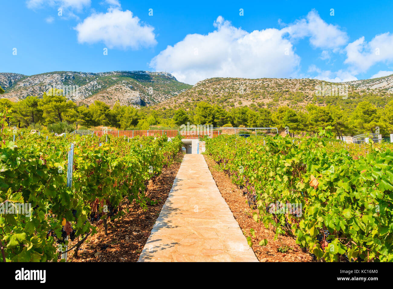 Marcher dans l'allée entre les vignobles de montagnes de l'île de Brac, Croatie, près de la ville de bol Banque D'Images