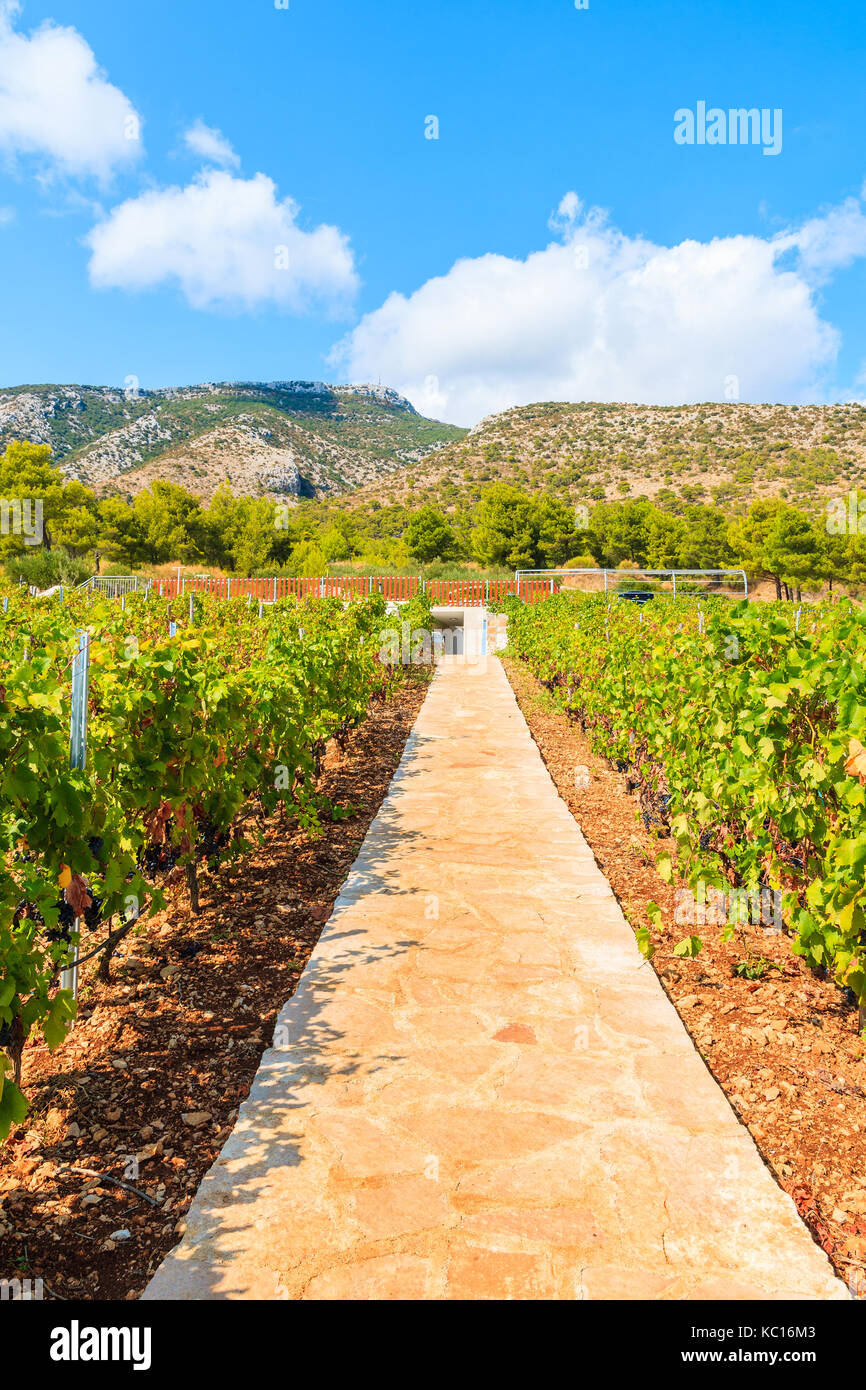 Marcher dans l'allée entre les vignobles de montagnes de l'île de Brac, Croatie, près de la ville de bol Banque D'Images