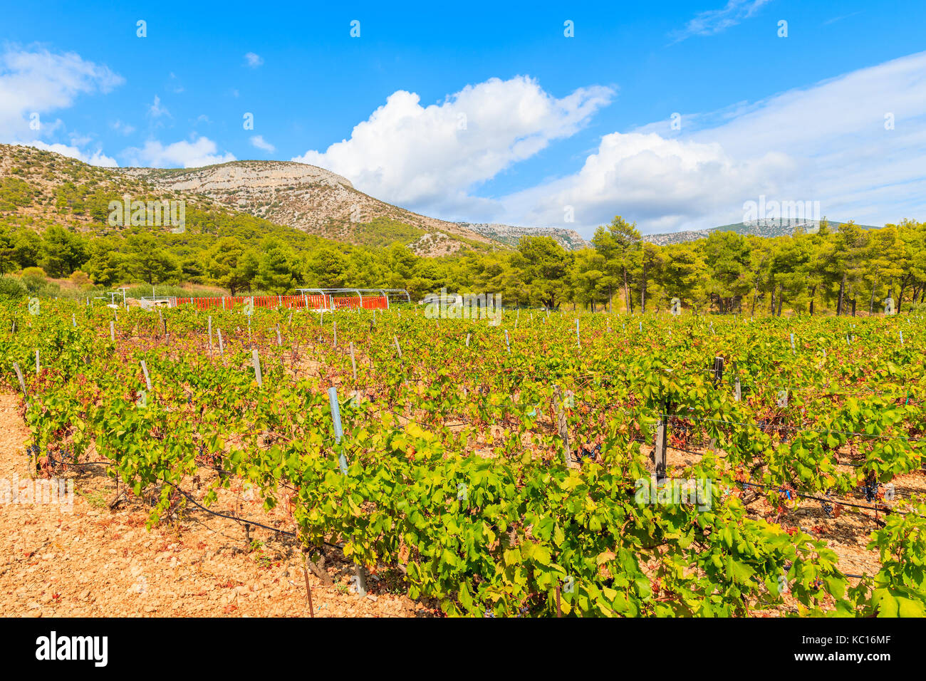 Vignobles dans paysage de montagne près de l'île de Brac, Croatie ville de bol Banque D'Images