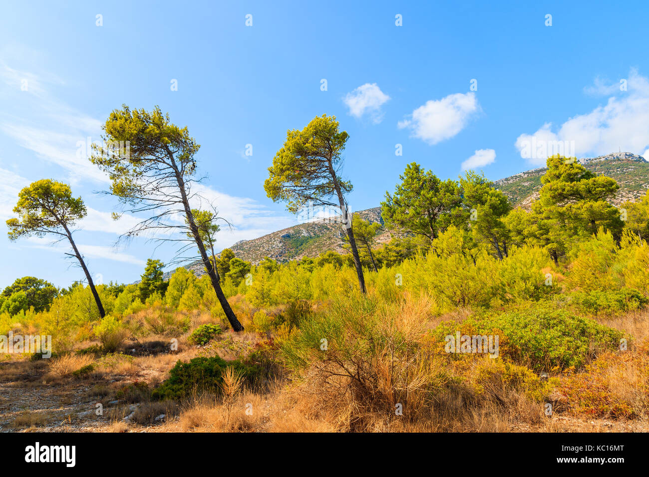 Trois arbres de pin dans les paysages de montagne de l'île de Brac, Croatie, près de la ville de Bol Banque D'Images