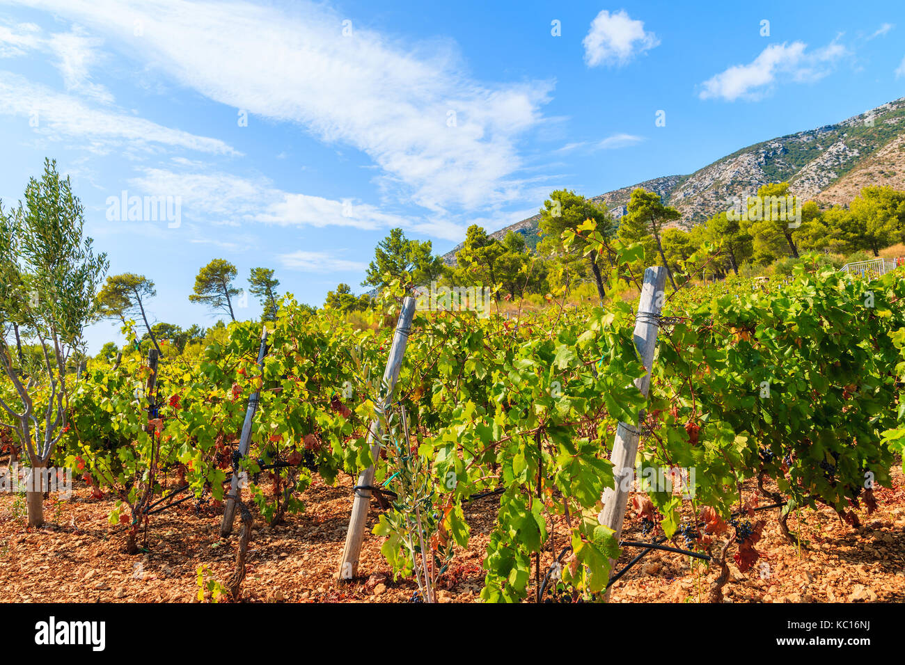Vignes en paysage de montagne près de l'île de Brac, Croatie ville de bol Banque D'Images