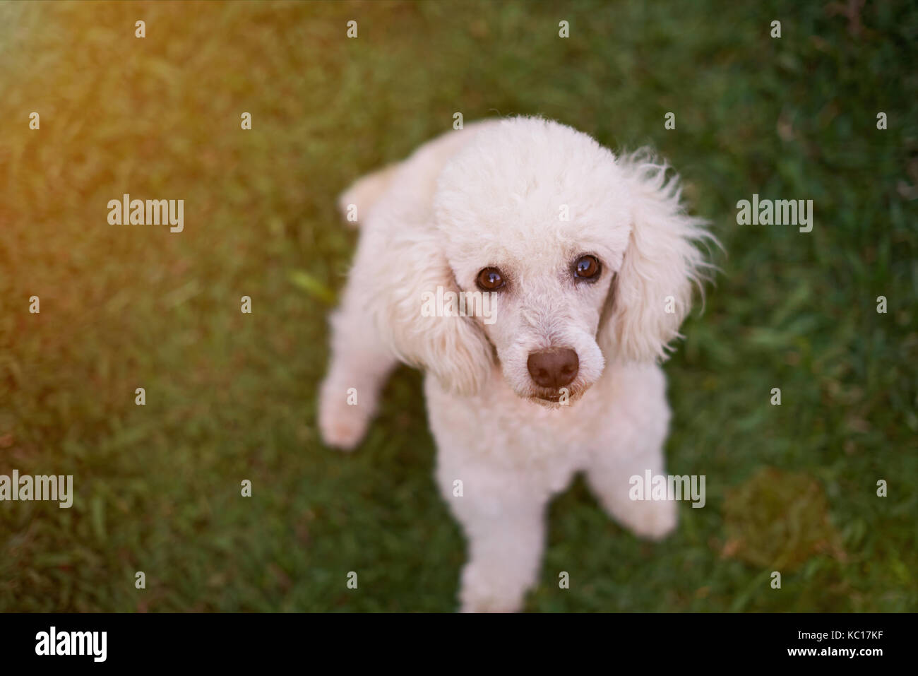 Cute white poodle dog sitting on grass green park. fluffy white poodle on grass Banque D'Images