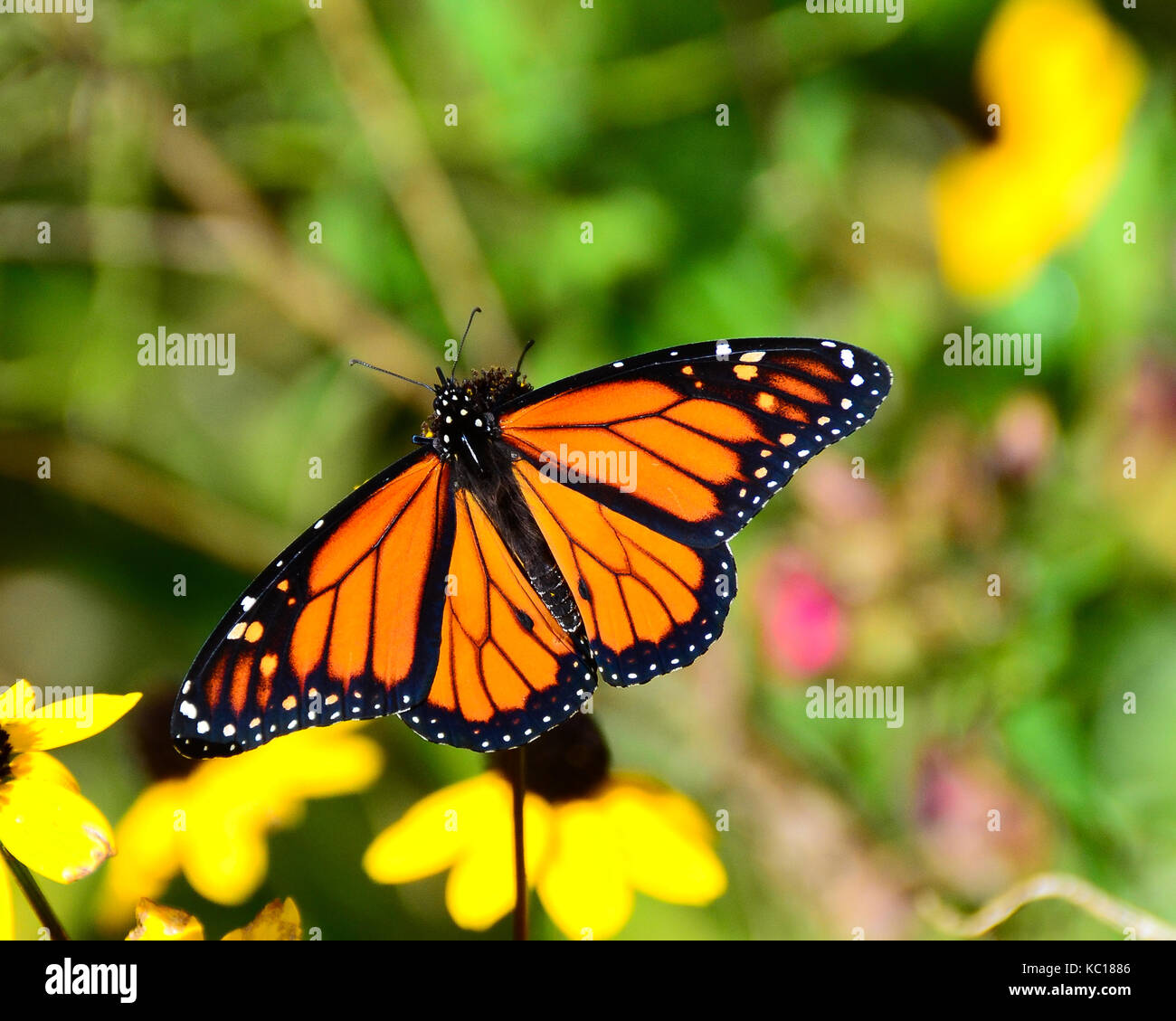 Le monarque (danaus plexippus) se nourrissant de cône jaune fleurs dans le jardin. Banque D'Images