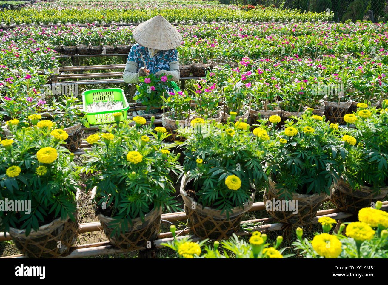 Un jardinier s'occupe des fleurs dans son jardin à sa dec, Dong Thap, Vietnam. sadec (sa dec) est la production de fleurs centre. Banque D'Images