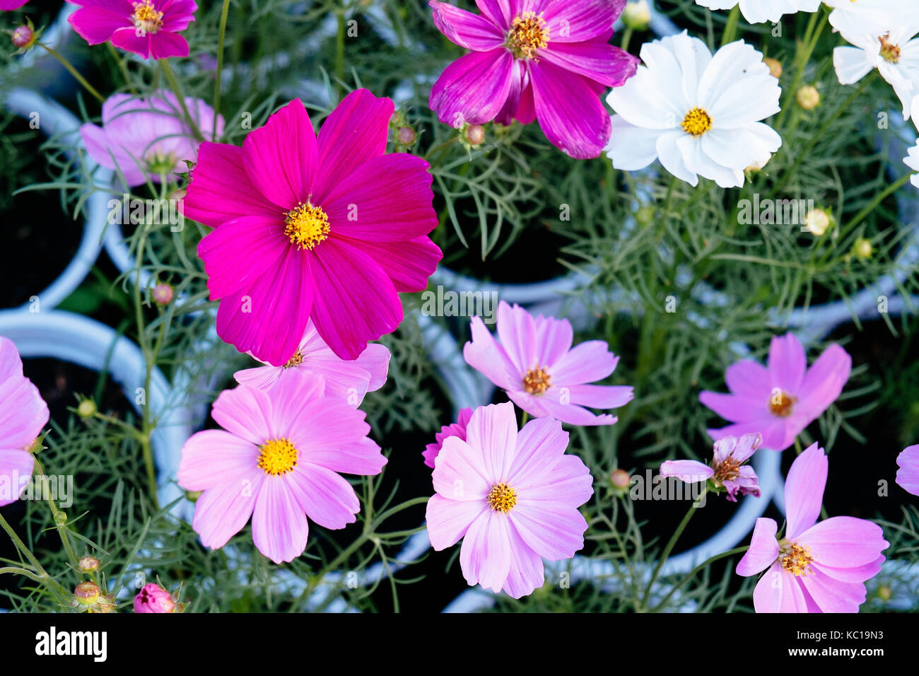 Portulaca fleurs au jardin en après-midi, sa dec, Dong Thap, Vietnam. sa dec est l'un des plus grands stocks de fleurs dans le delta du Mékong. Banque D'Images