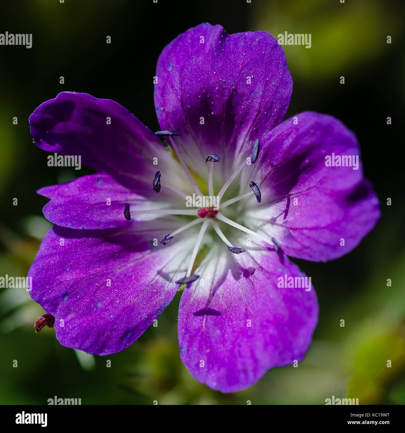Fleur bleu-violet Banque D'Images