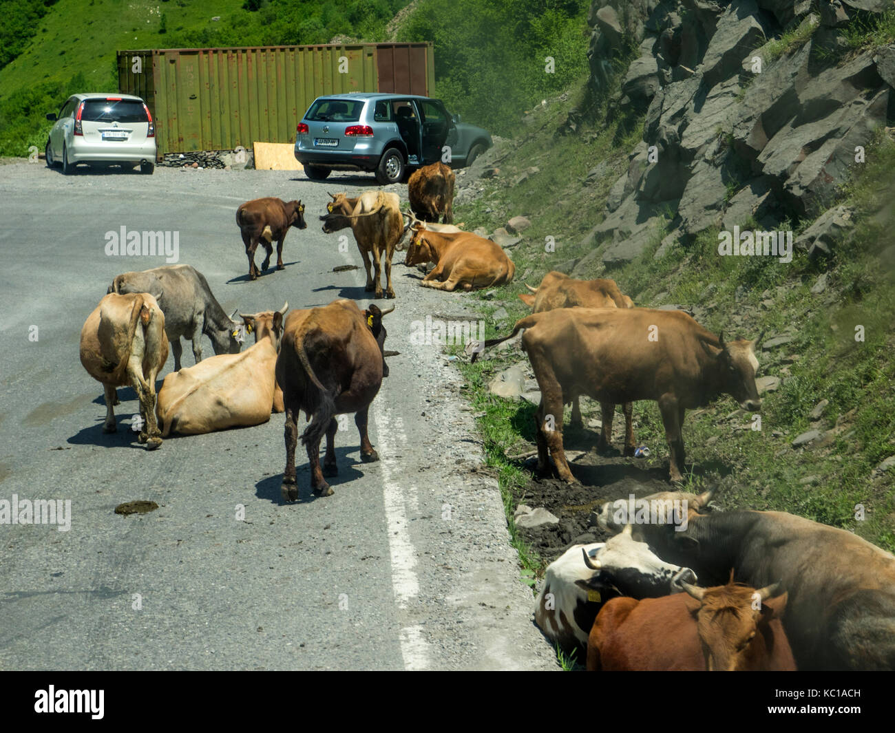 Stepantsminda, Géorgie - 6 juin 2017 : les vaches se trouvent sur la route Banque D'Images