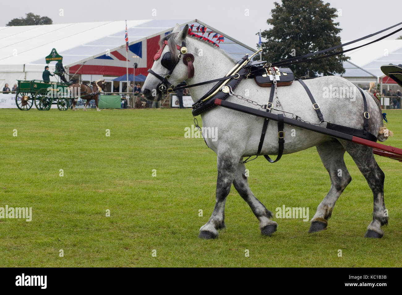 Cheval de Trait gris à un faisceau complet dans le champ de foire Banque D'Images
