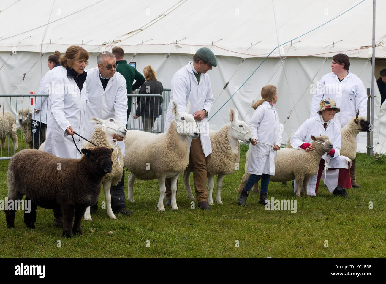 Les moutons et les événements dans une arène d'exposition Banque D'Images