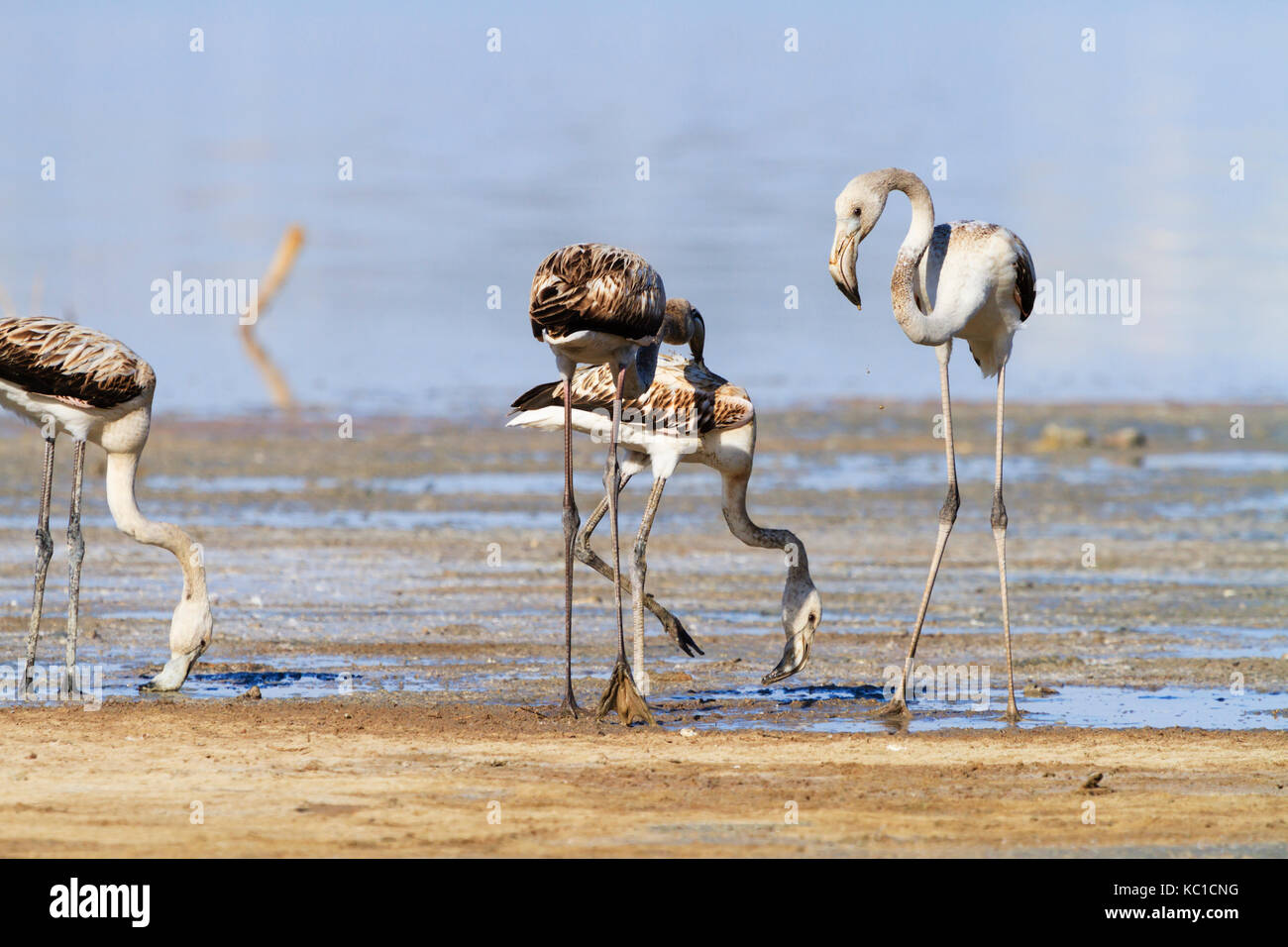 Les poussins se nourrissent de Flamingo le lac salé de Larnaca, Chypre. Banque D'Images