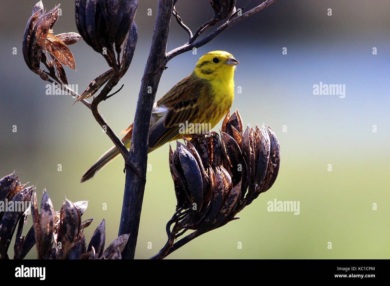 Yellowhammer (Finch) Banque D'Images