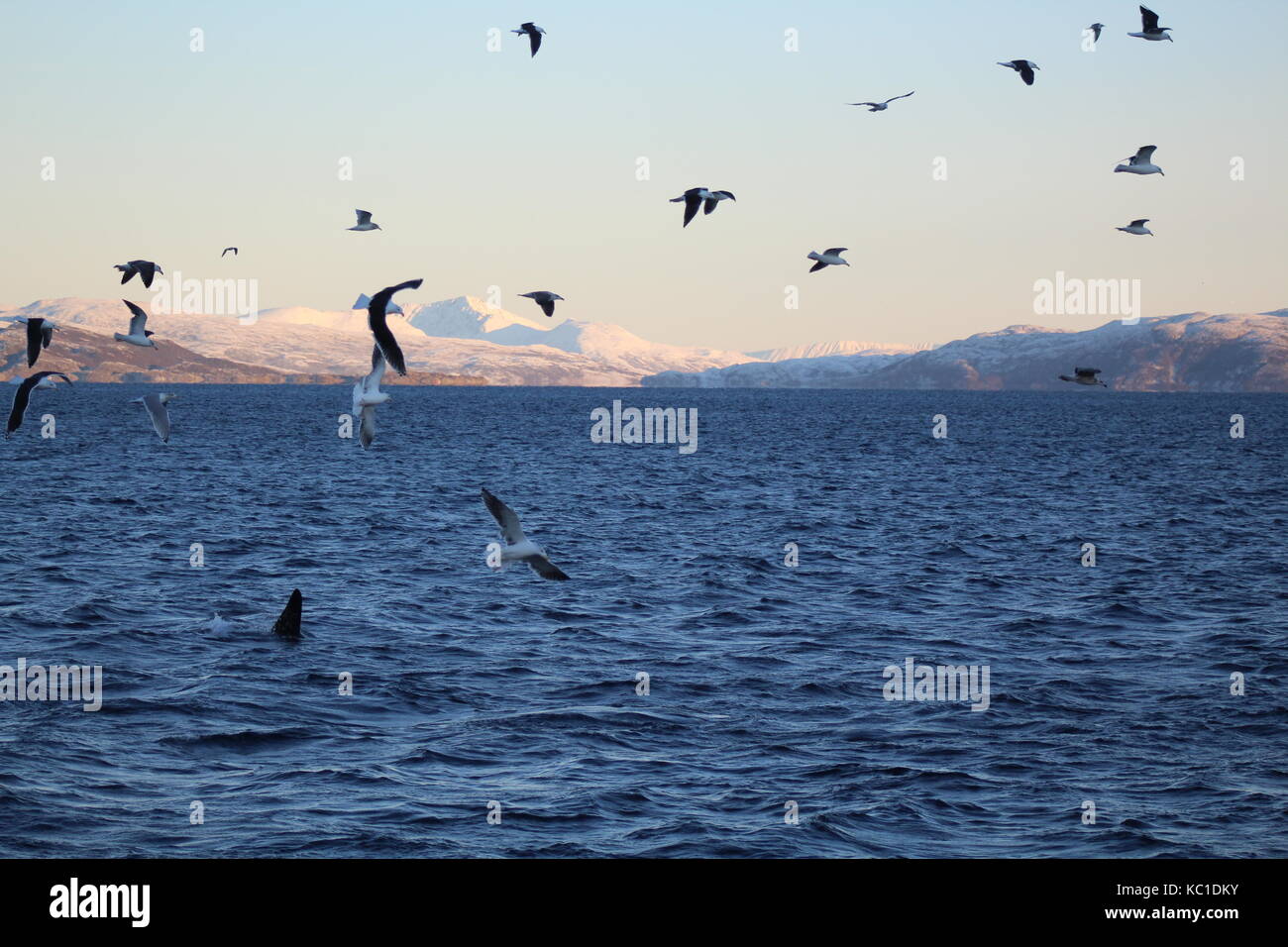 Flock of seagulls flying over orque dans tromso Norvège fjord par Banque D'Images