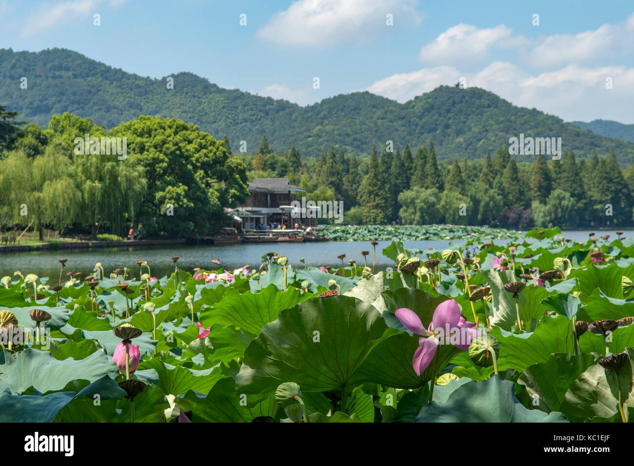 Des fleurs de lotus sur le lac de l'ouest, à Hangzhou, Chine Banque D'Images