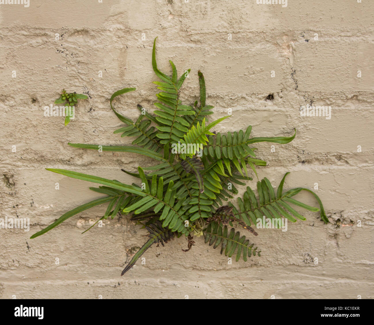 Fougères poussant hors des fissures dans un mur de briques. Banque D'Images