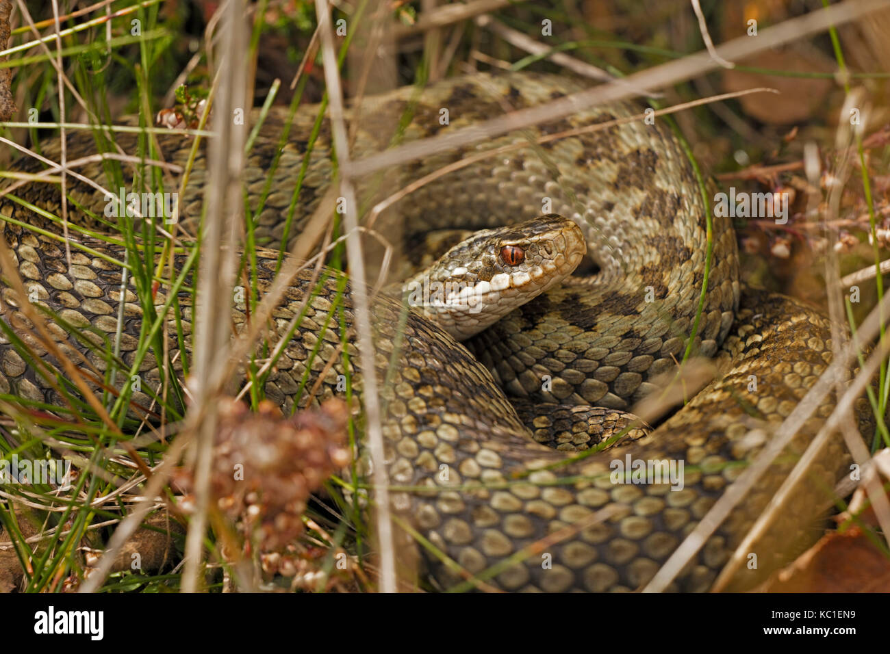 Adder, Vipera berus, femelle gravide au soleil, Herefordshire, Angleterre, RU Banque D'Images