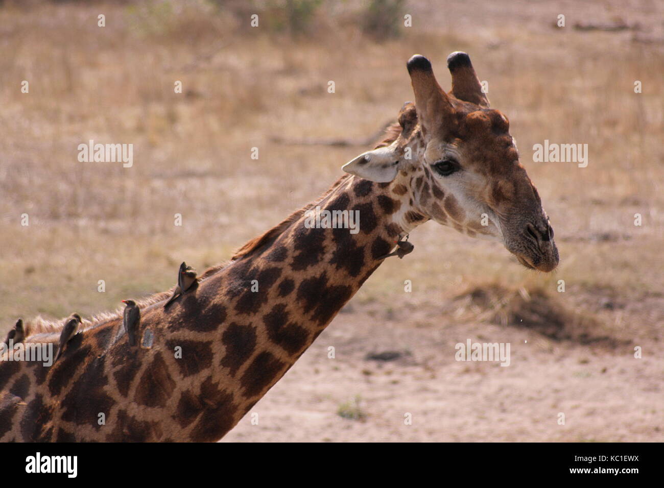 Les parasites des oiseaux picorant le cou d'une girafe dans le parc national Kruger, Afrique du Sud Banque D'Images