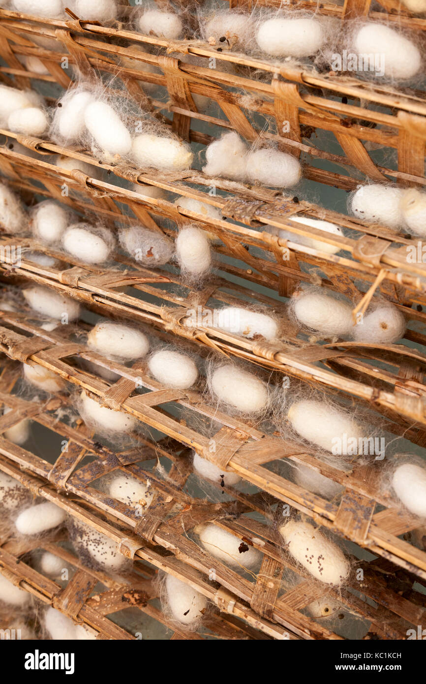 Les cocons de vers à soie avec châssis à une usine de soie Banque D'Images