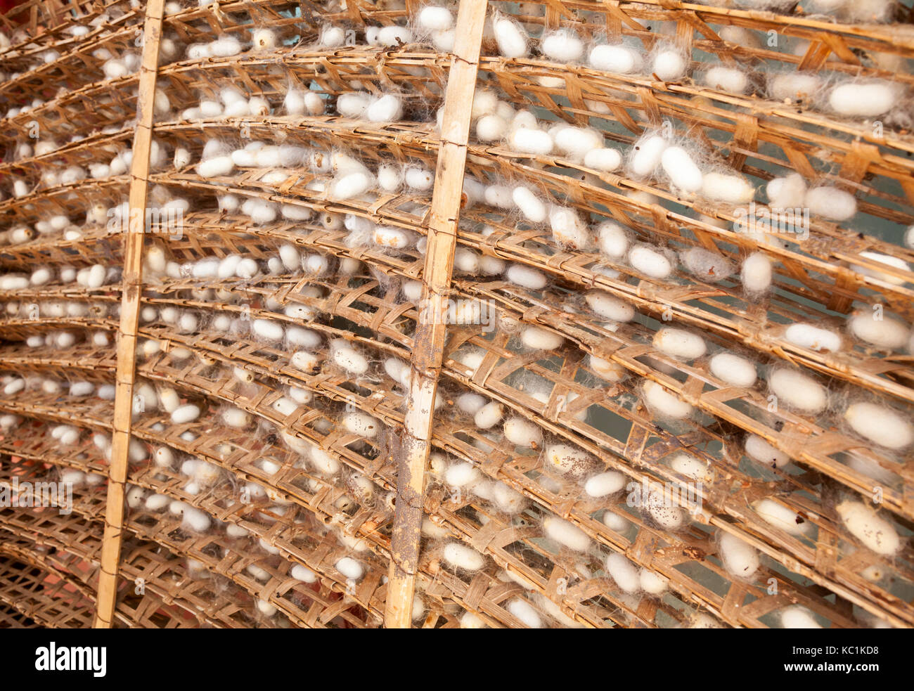 Les cocons de vers à soie avec châssis à une usine de soie Banque D'Images
