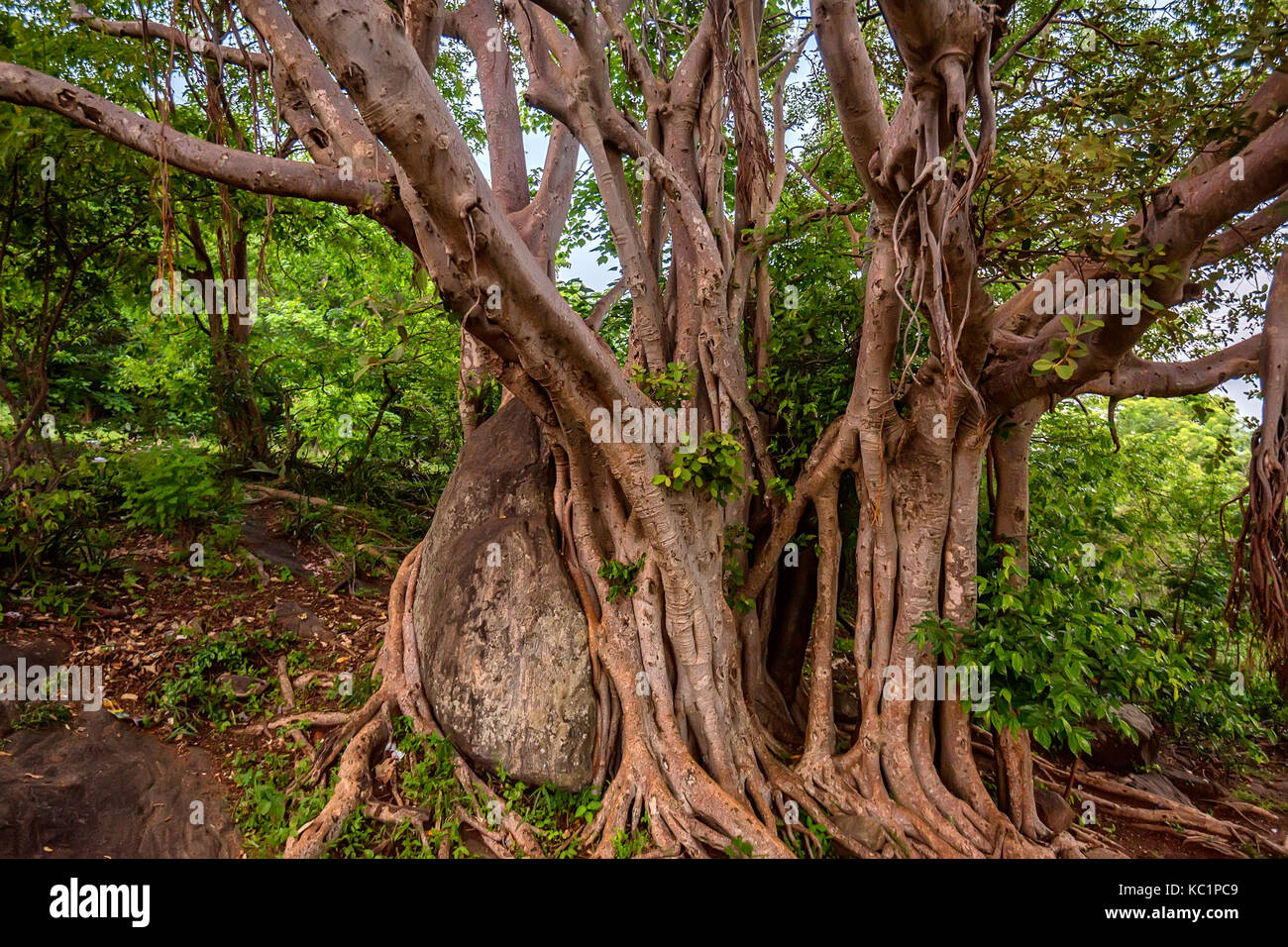 De grosses racines au-dessus de la surface et le tronc dans la jungle Banque D'Images
