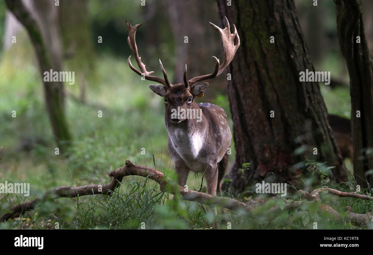 Dublin, Irlande. 1er octobre 2017. daims dans le Phoenix Park, Dublin, que se prépare la saison du rut. crédit : laura hutton/Alamy live news. Banque D'Images