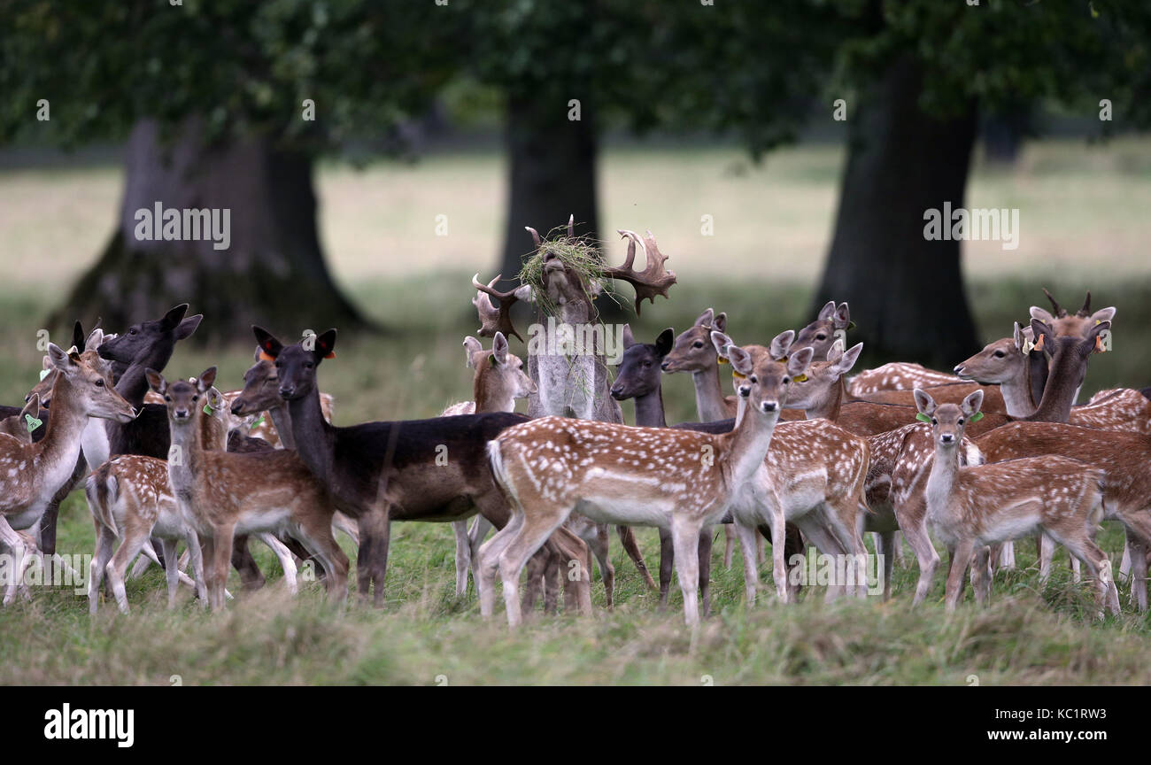 Dublin, Irlande. 1er octobre 2017. daims dans le Phoenix Park, Dublin, que se prépare la saison du rut. crédit : laura hutton/Alamy live news. Banque D'Images